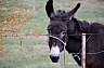 burro 1.jpg