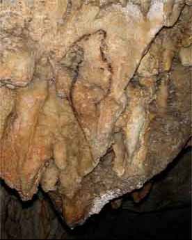 Cabra de la cueva de Santimamie (Vizcaya).